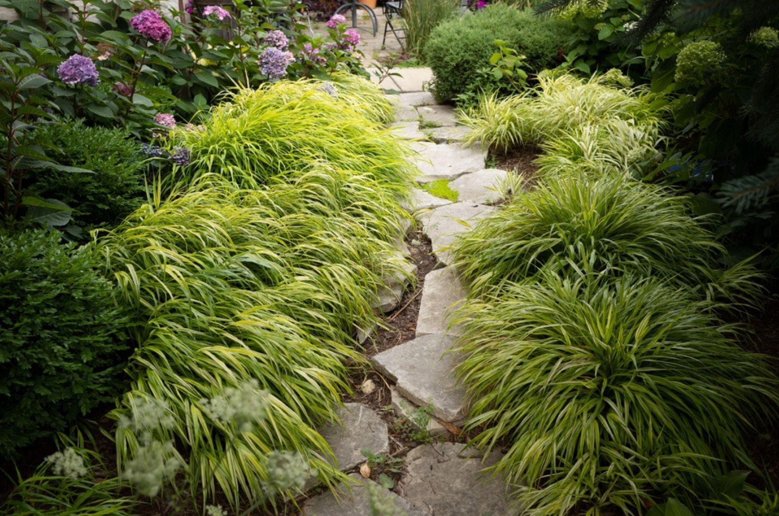 Here’s Why You Should Add Beautiful Hakone Grass To Your Landscaping