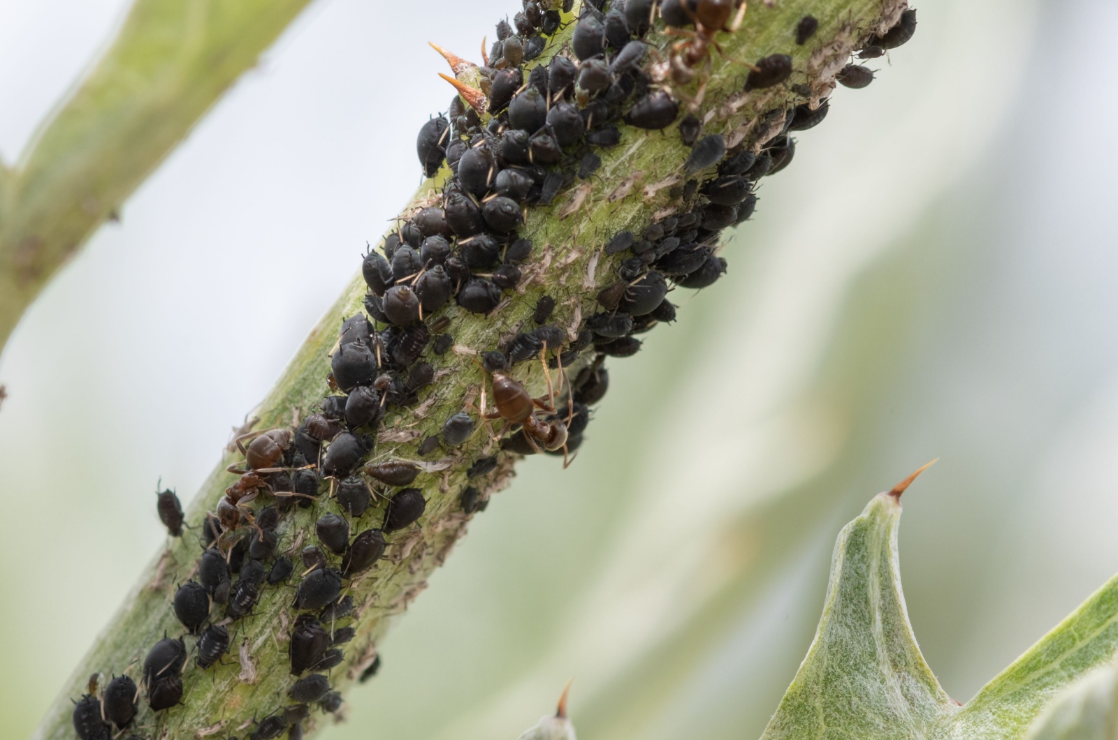 infestation on a plant