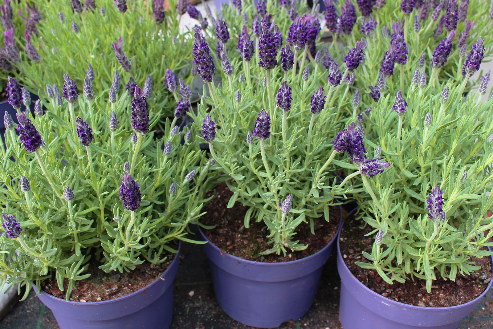 lavender in pots