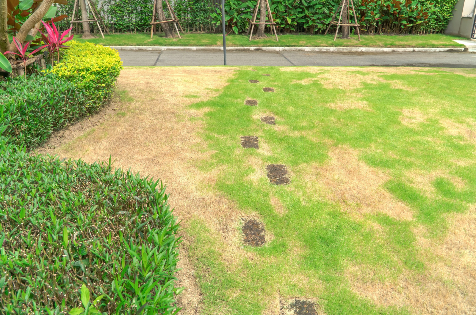 lawn in bad condition
