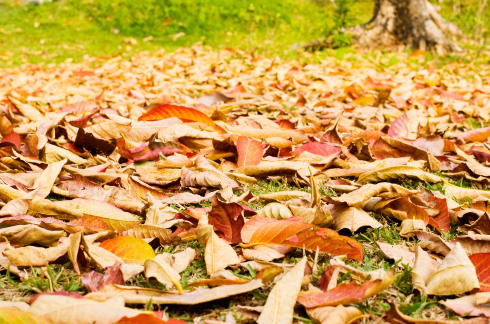leaves in yard