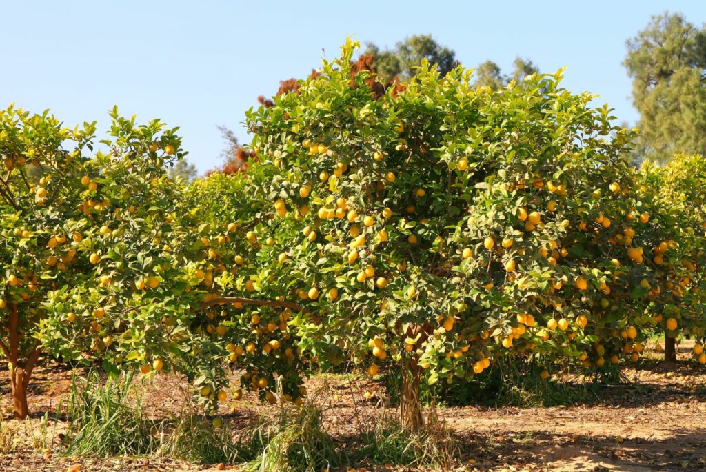 lemon tree