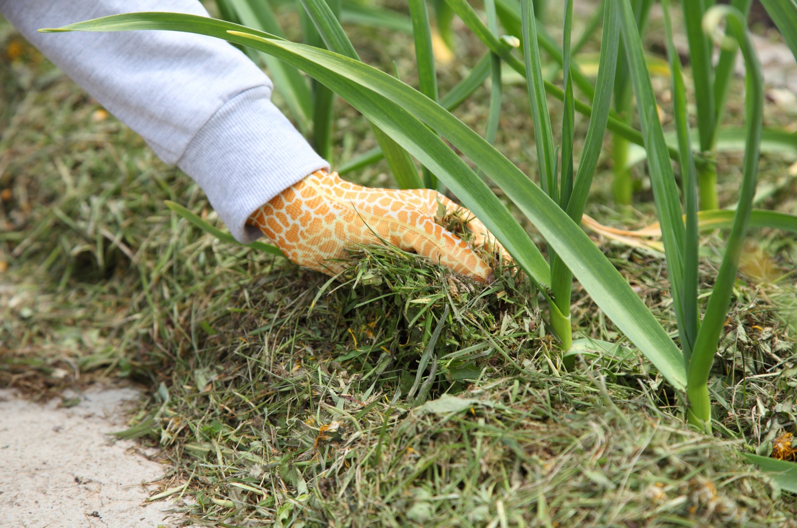 mulching garden beds