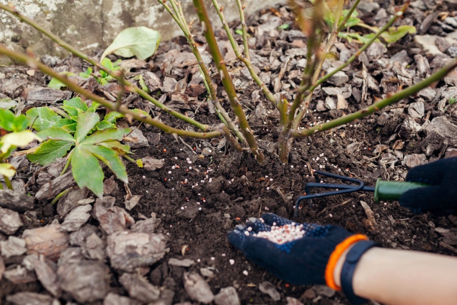 mulching rose