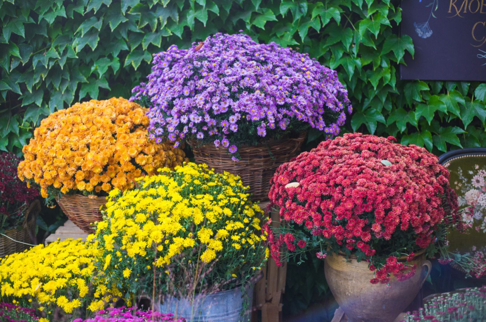 mums in the pots