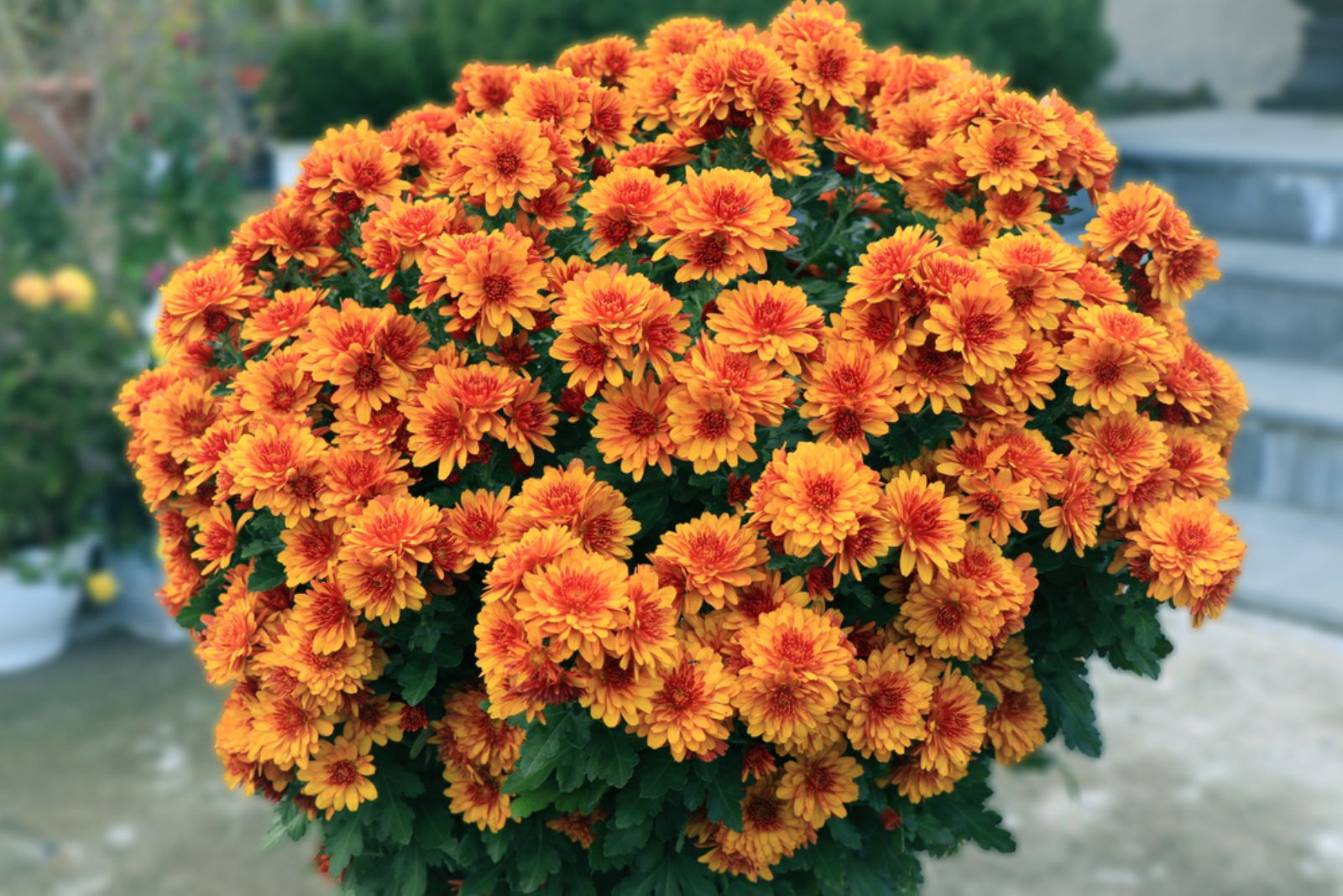 orange mum flowers in pot