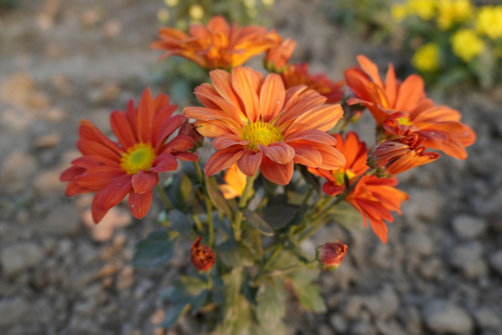 orange mum plant