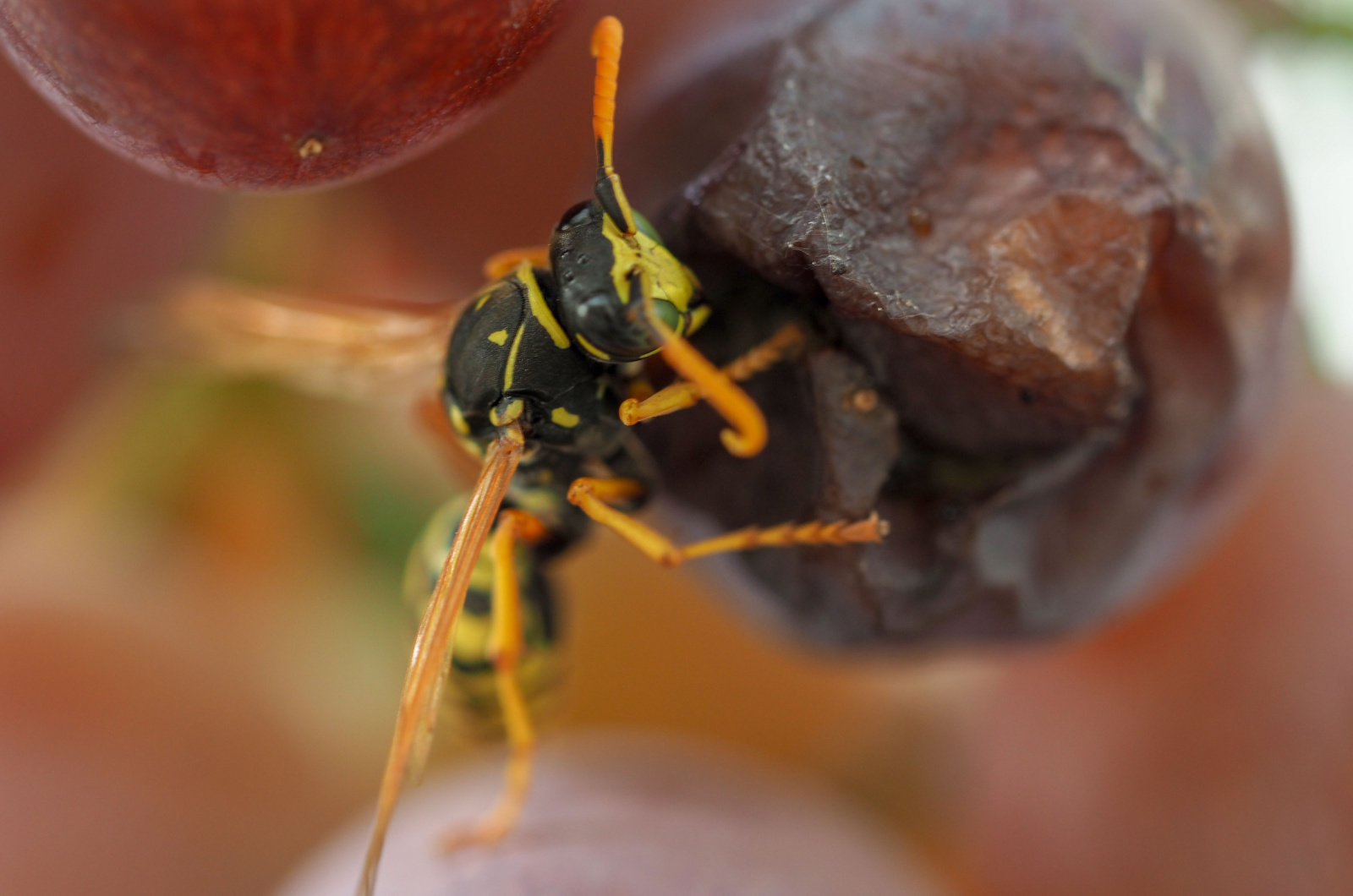 pests on the Grapes