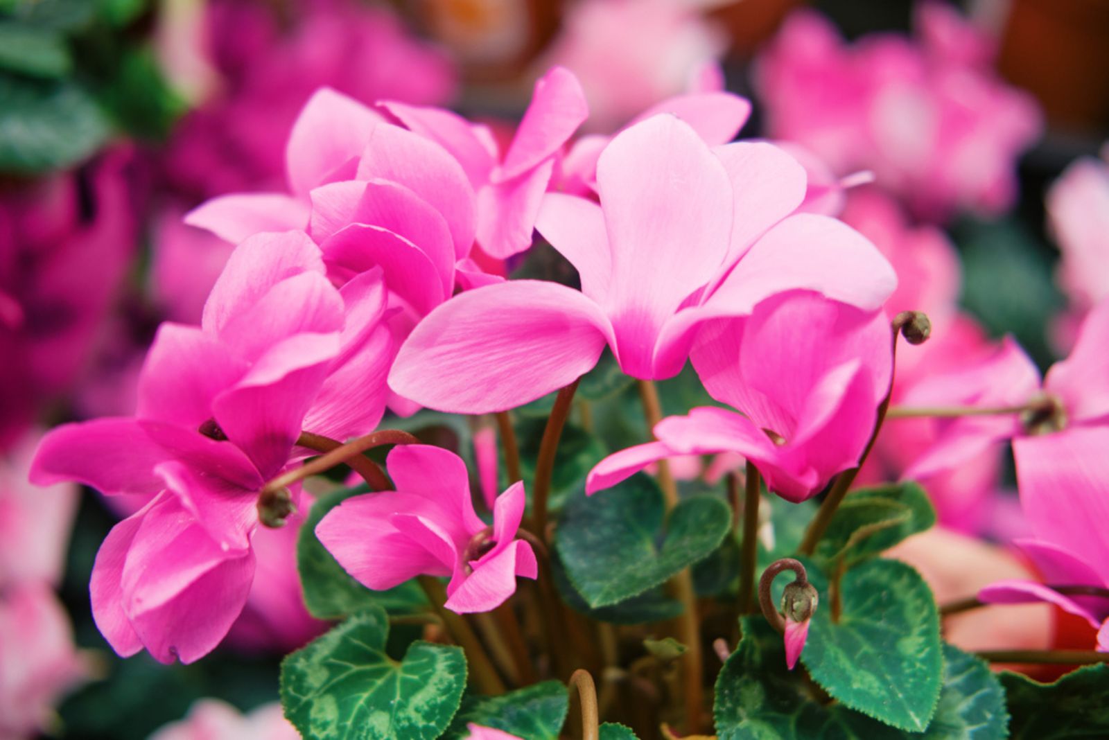 pink Cyclamen