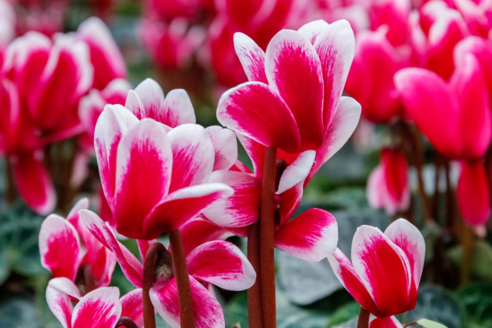 pink and white Cyclamen