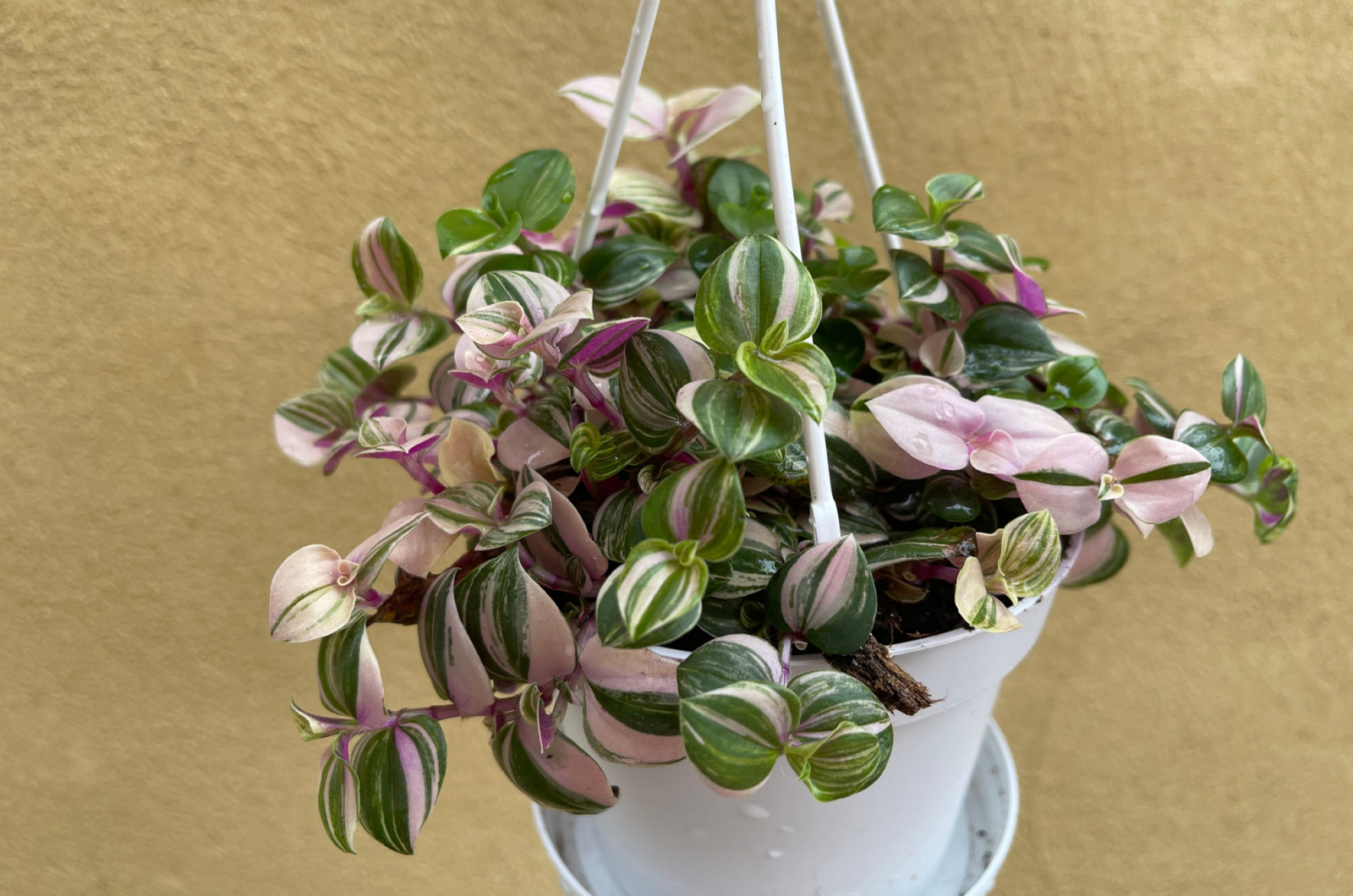 plant in a white hanging pot