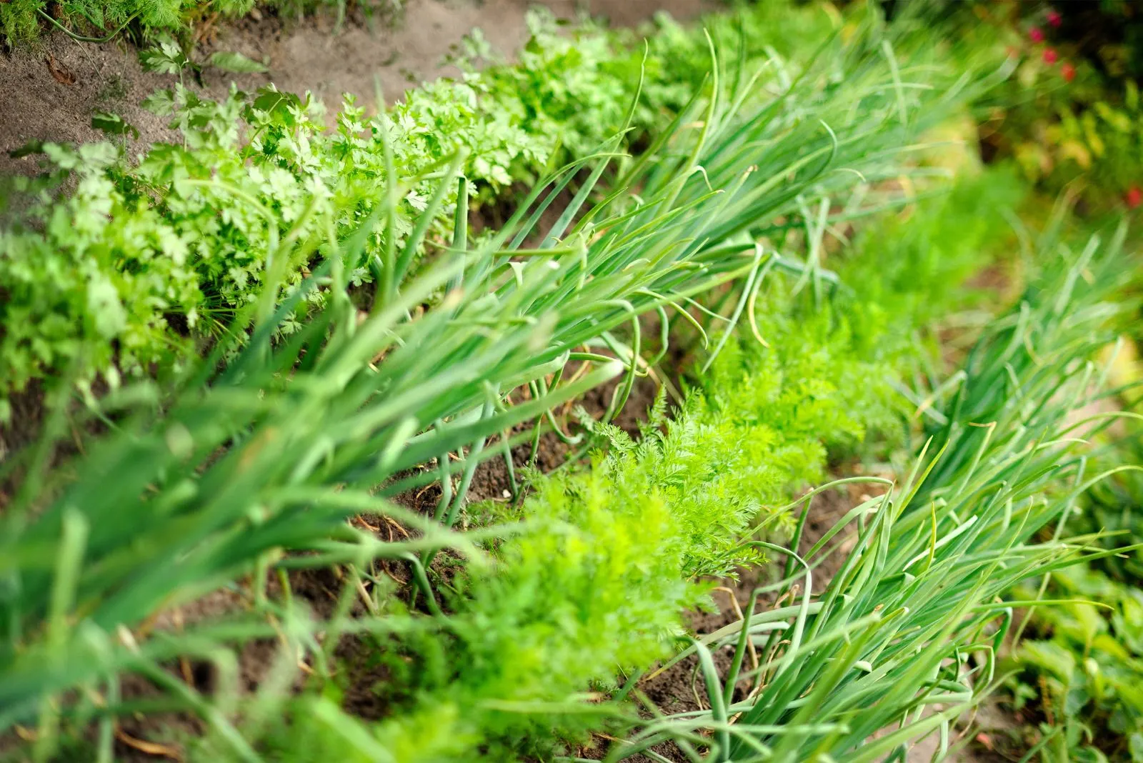 Plant Them Together! Onions & Carrots Are The Perfect Couple