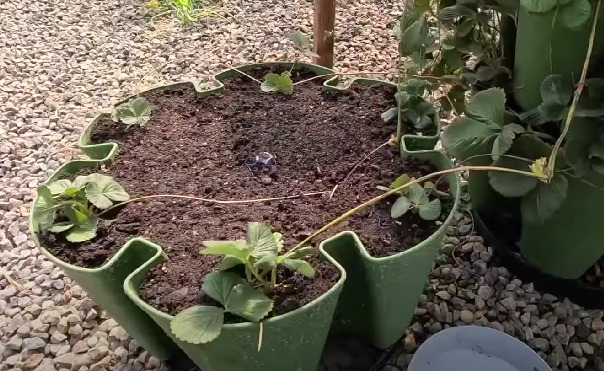 planted strawberry in green container