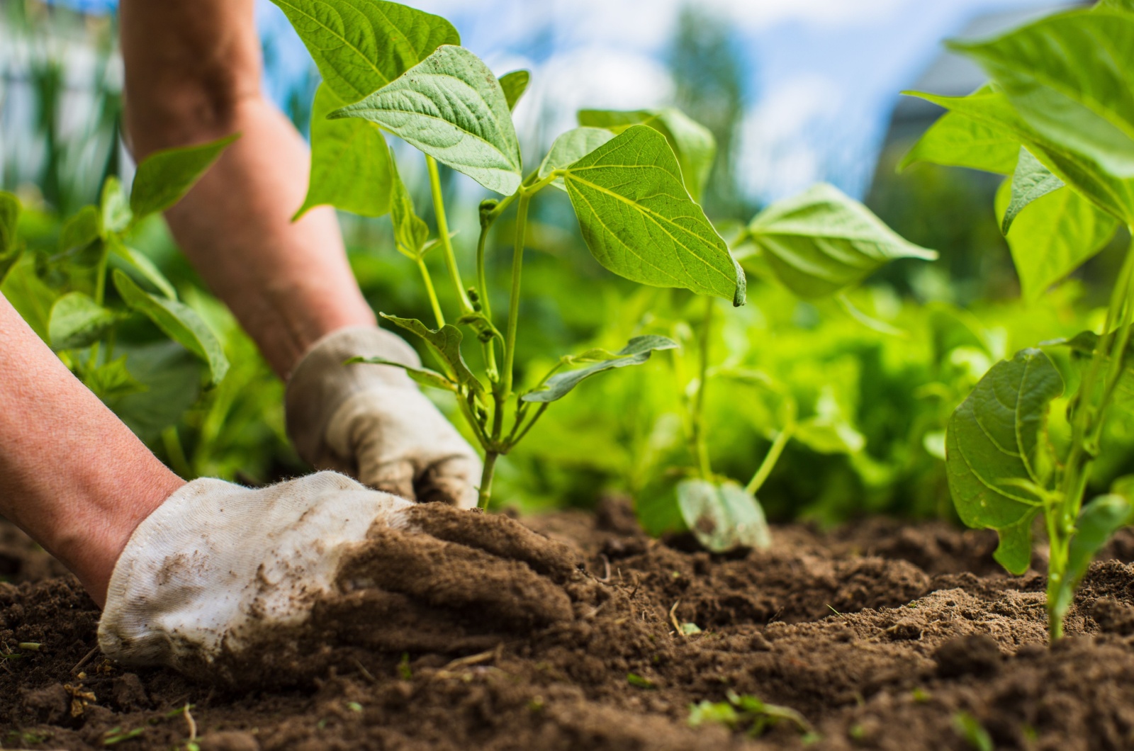 planting vegetables