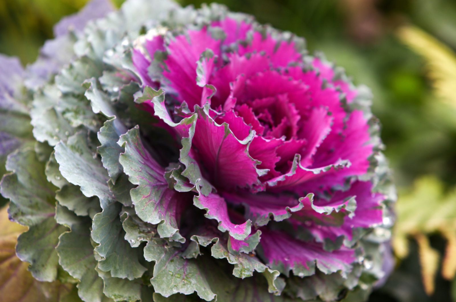 purple ornamental cabbage