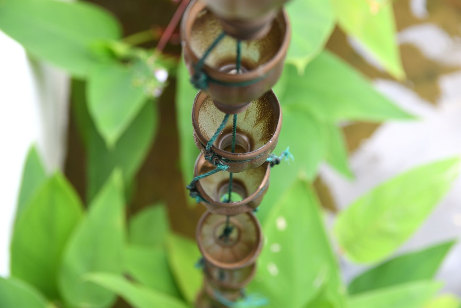 rain chain in garden