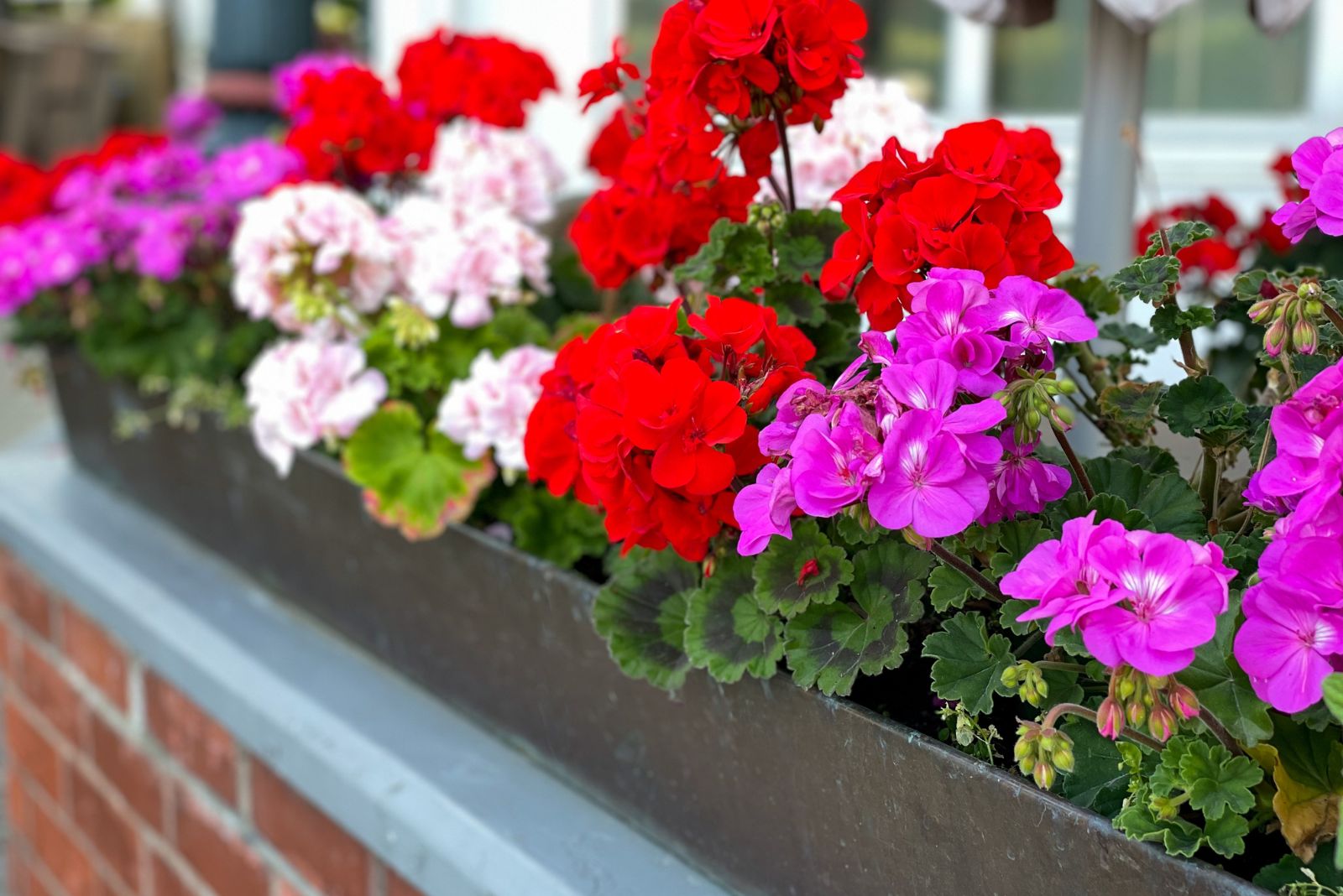 red and pink blooming geranium flowers in flowers pot on window