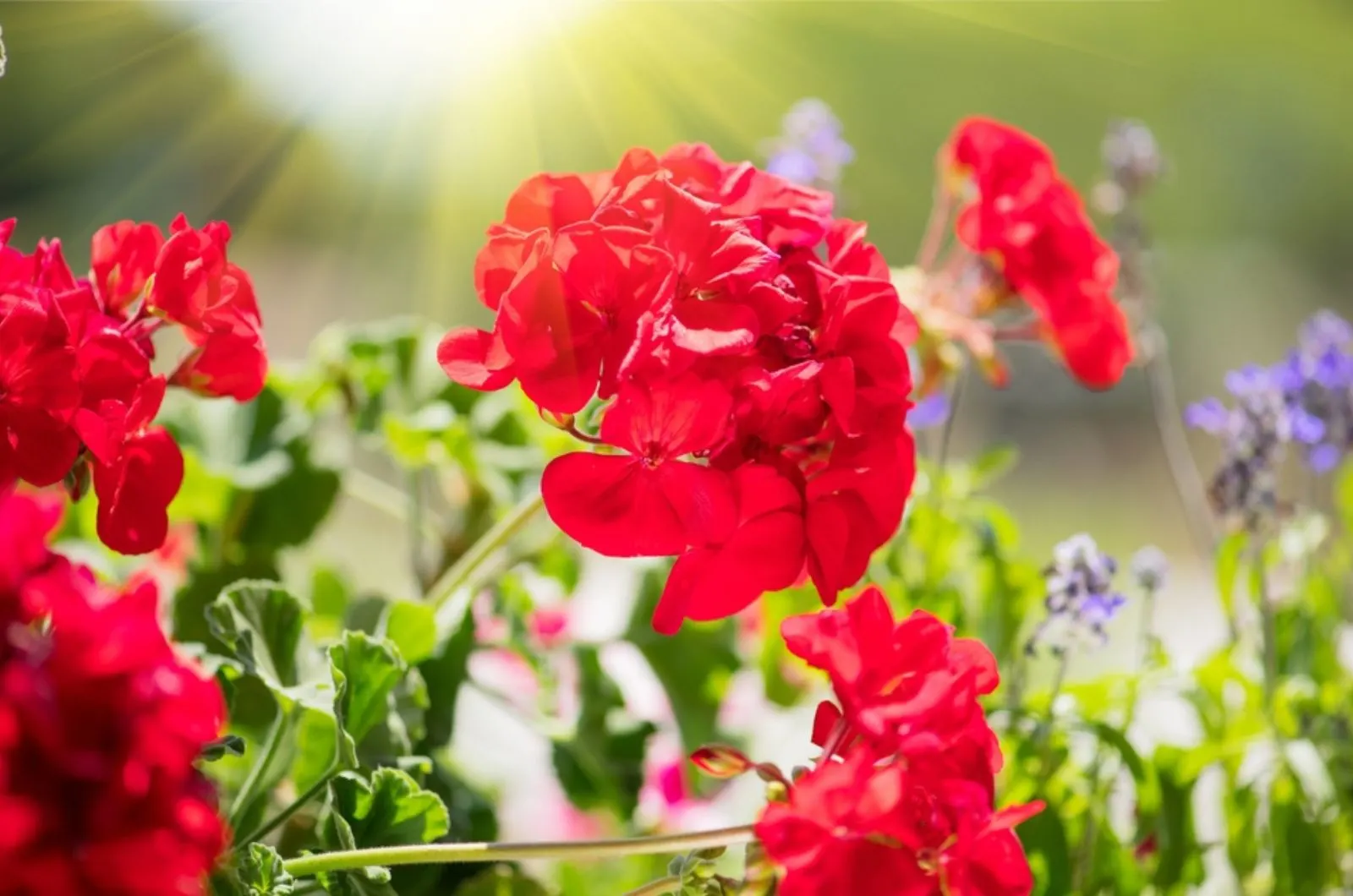 red geraniums in spring