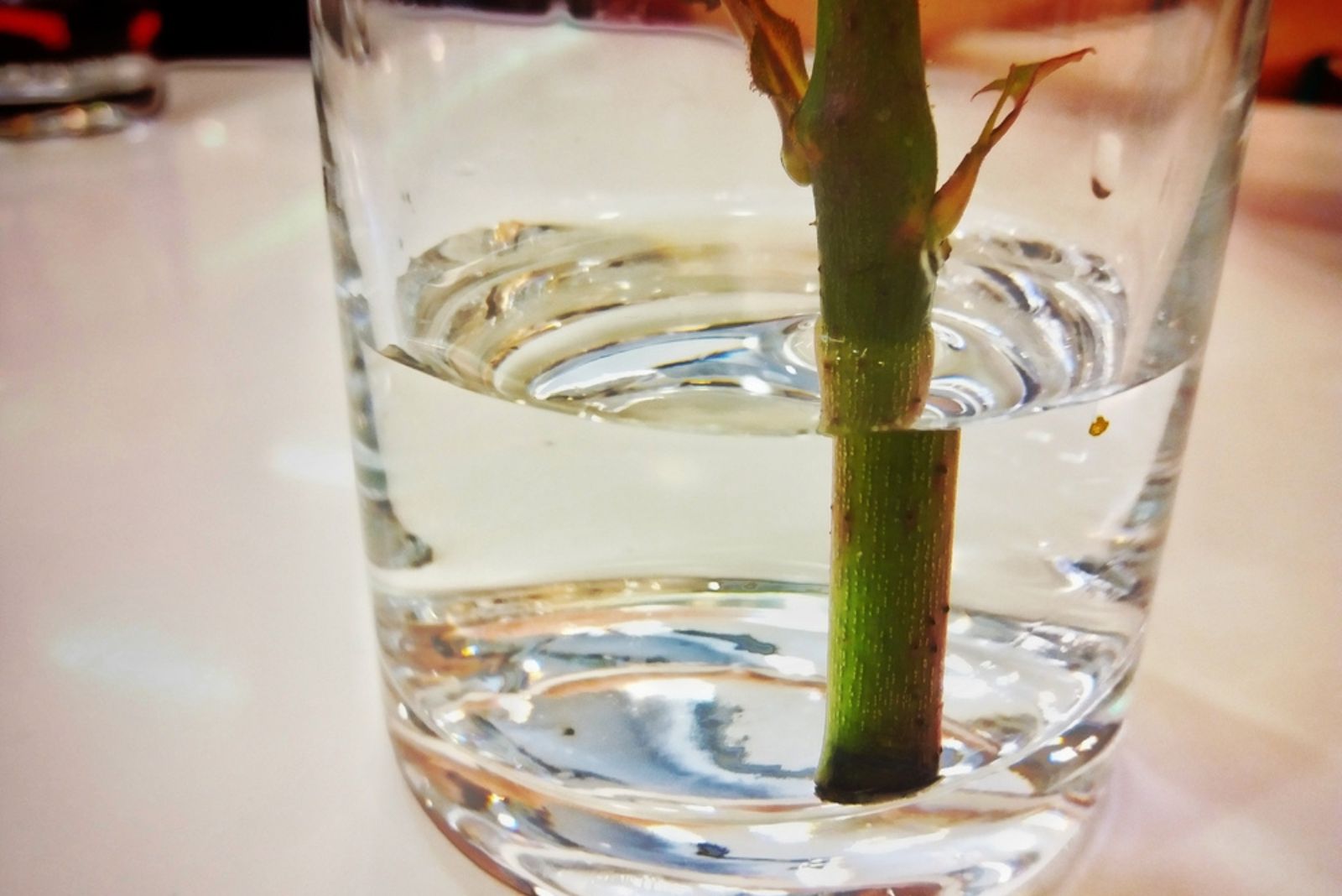 rose stem soaked in water