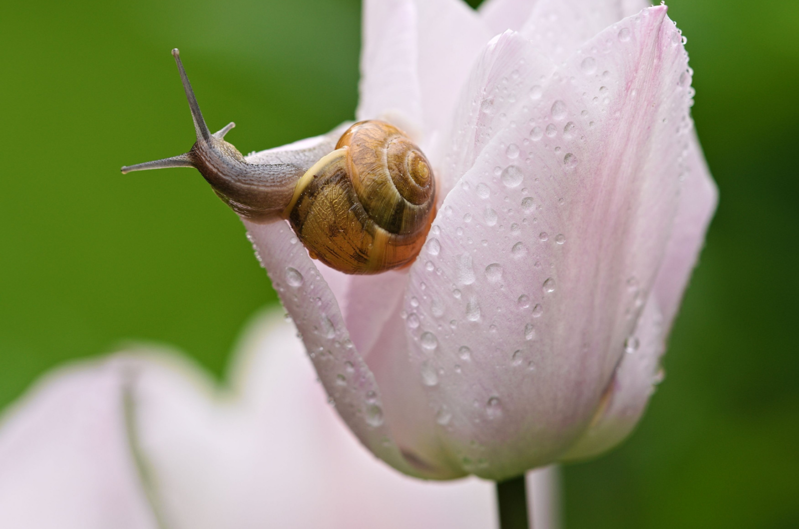 snail on a tulip