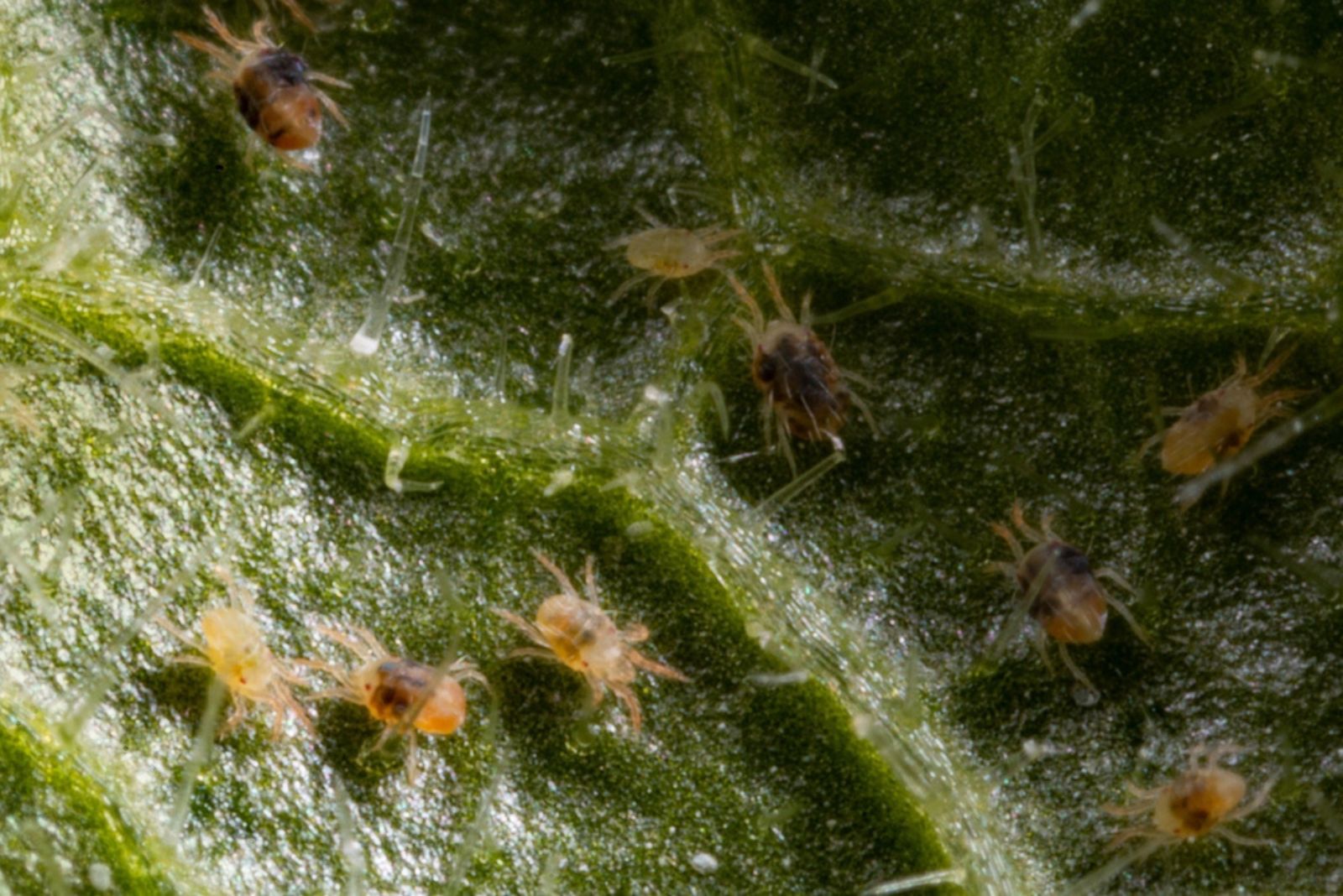 spider mites on leaf