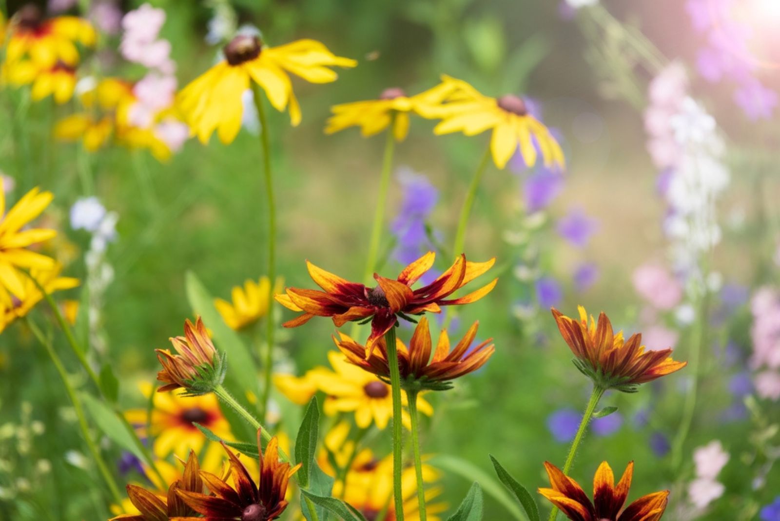 summer wildflowers in meadow