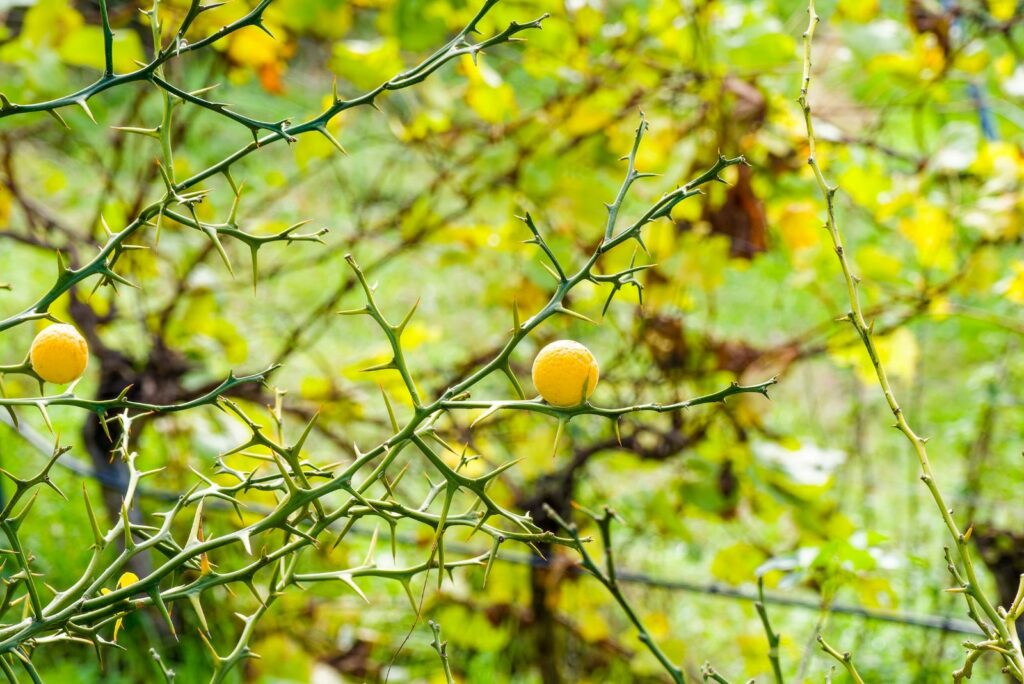 thorns on the lemon tree