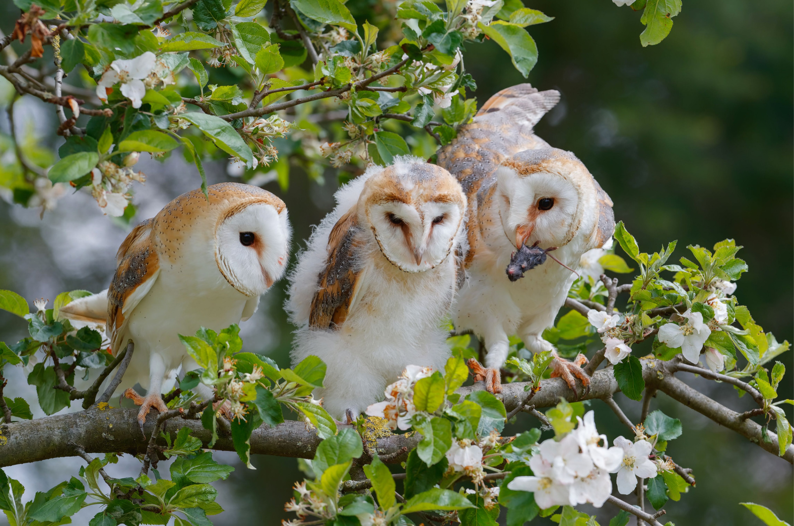 three owls on a branch and one carrying mouse