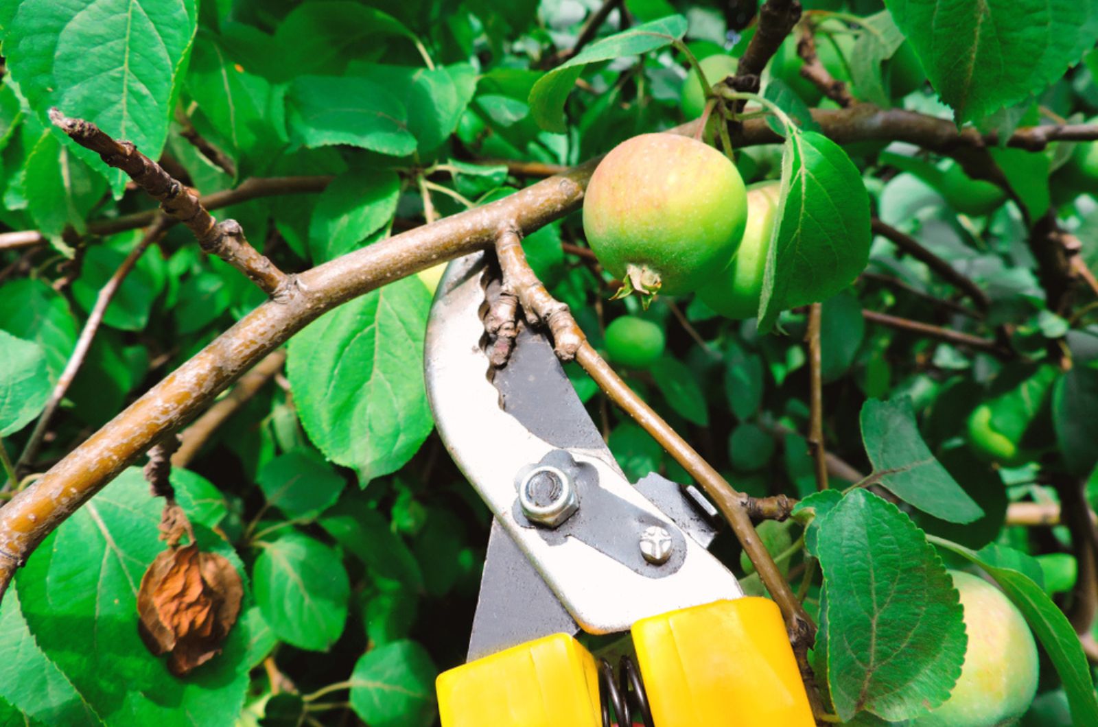 trimming apple tree