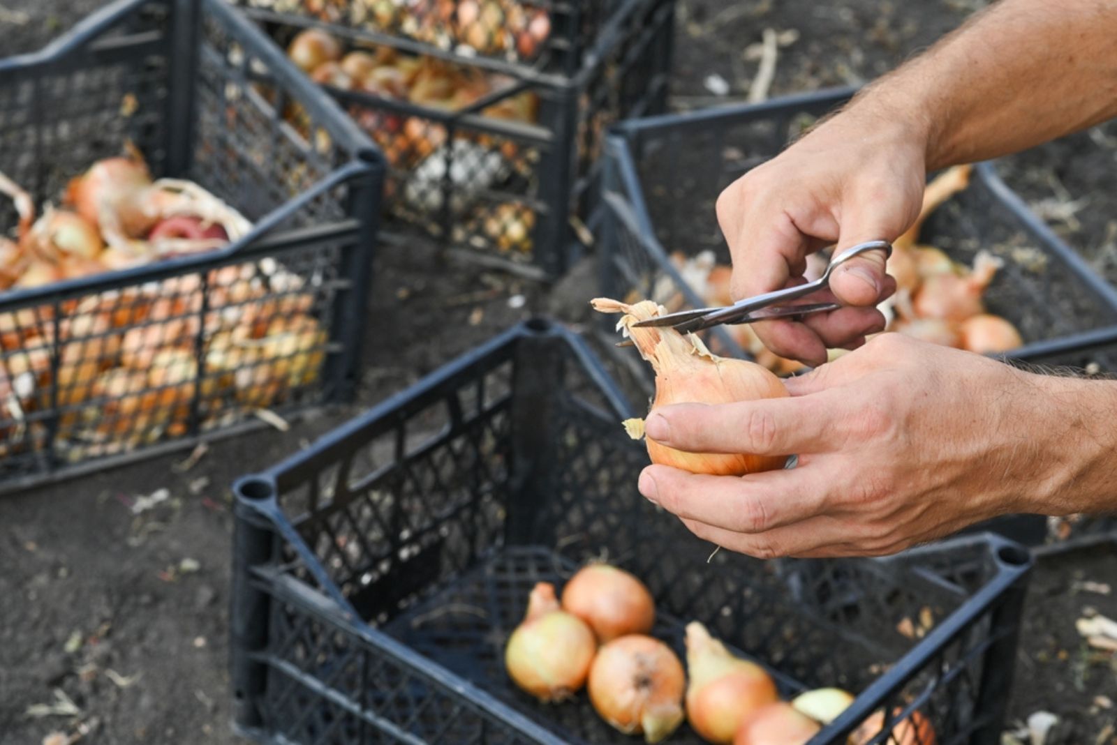 trimming onion