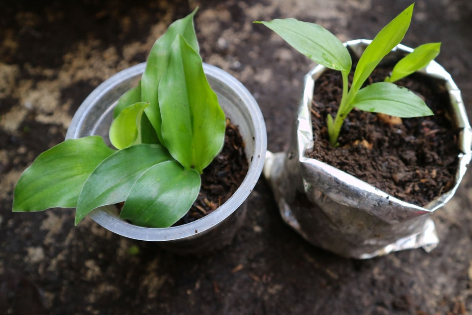 two turmeric plants in pots