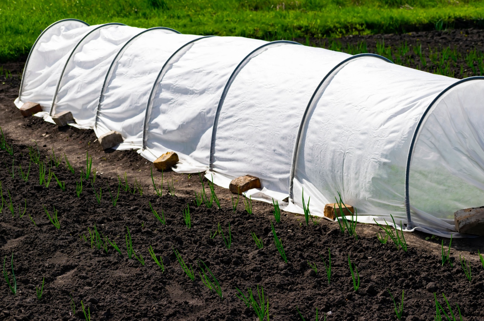 vegetable row covers