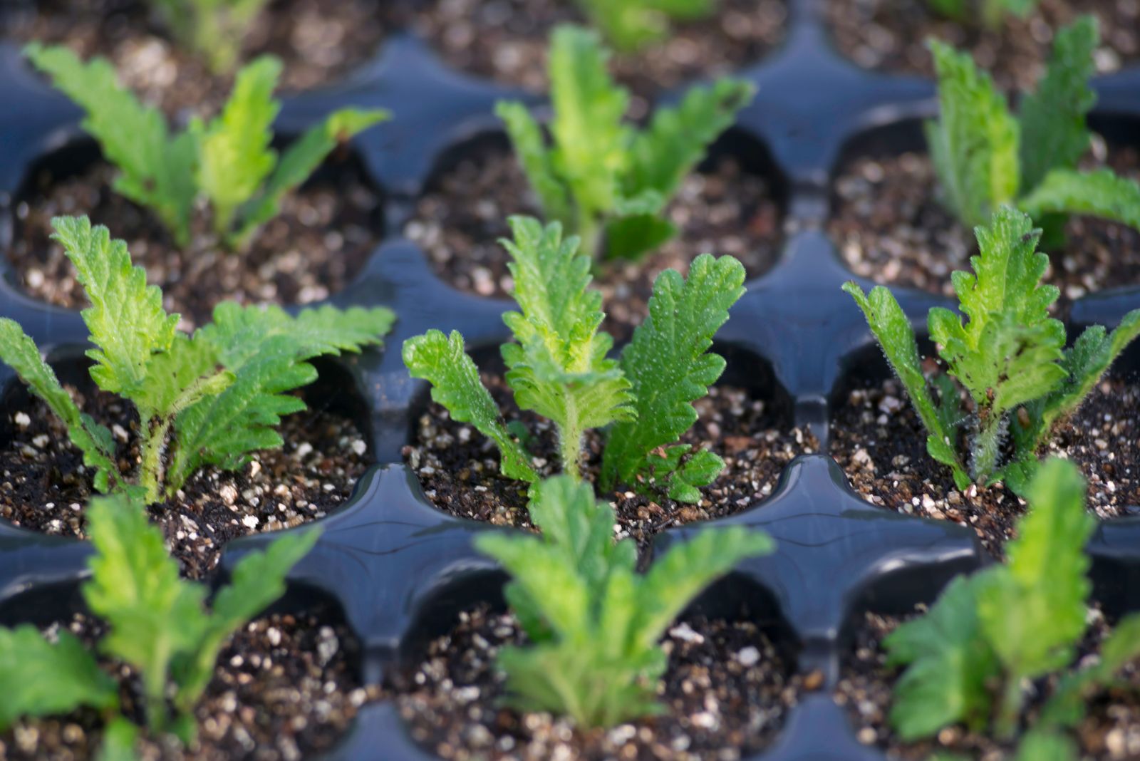 verbena plants transplanted in pots