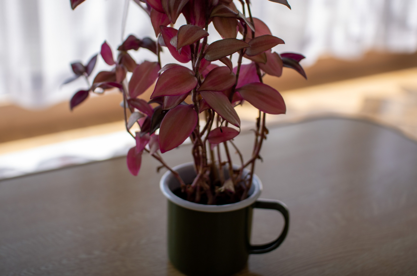 wandering jew plant growing in a small cup