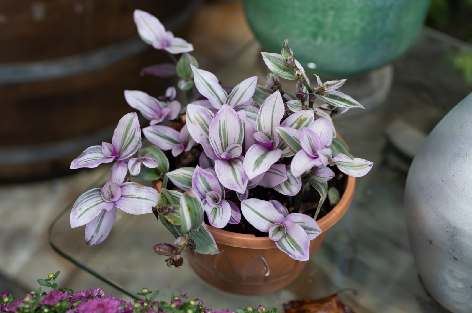 wandering jew plant in a pot on glass table