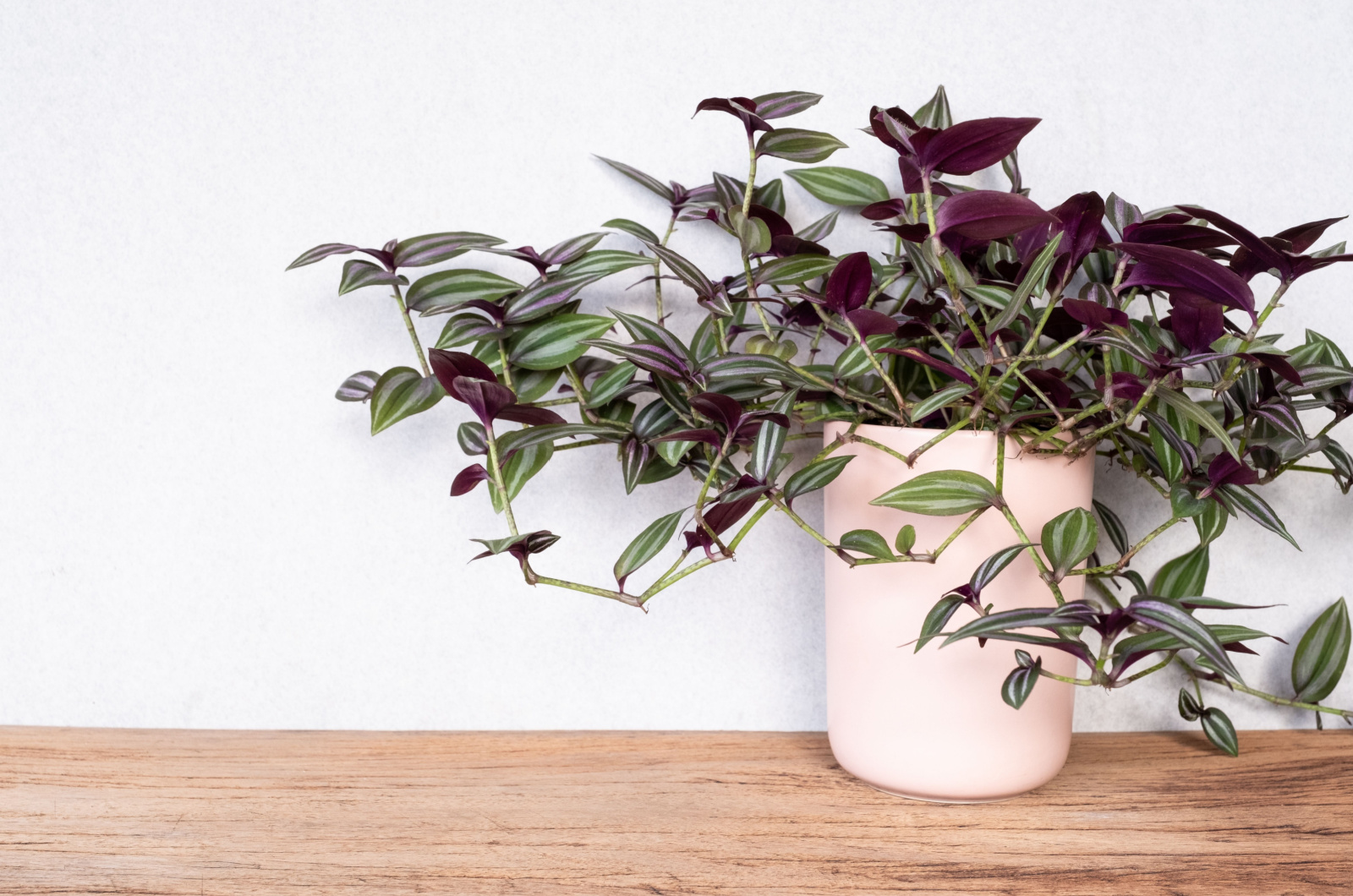 wandering jew plant in pink pot on table