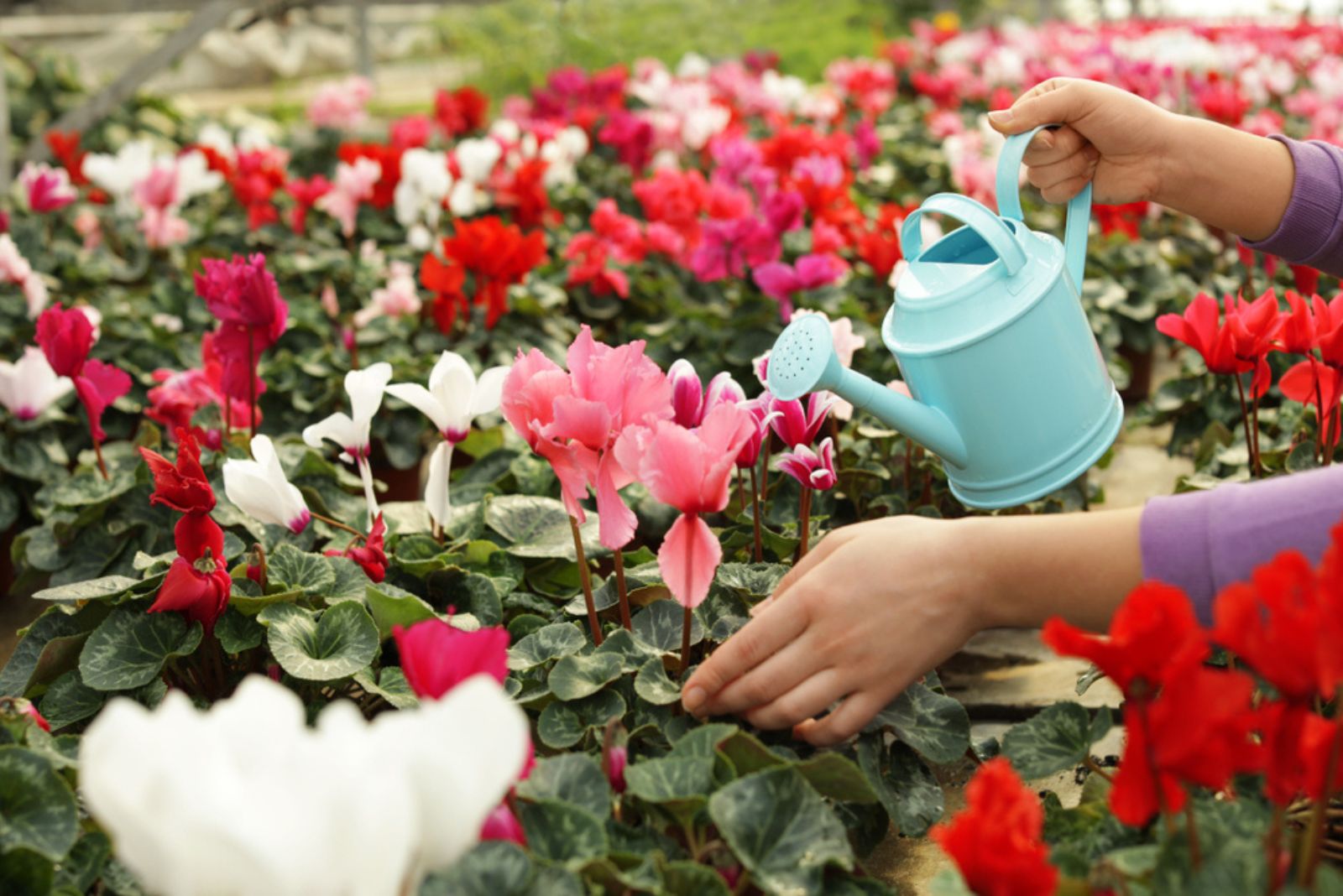 watering Cyclamen