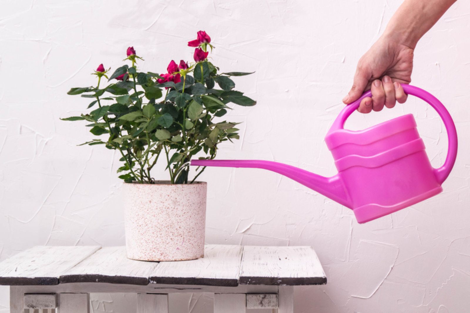 watering rose in a pot