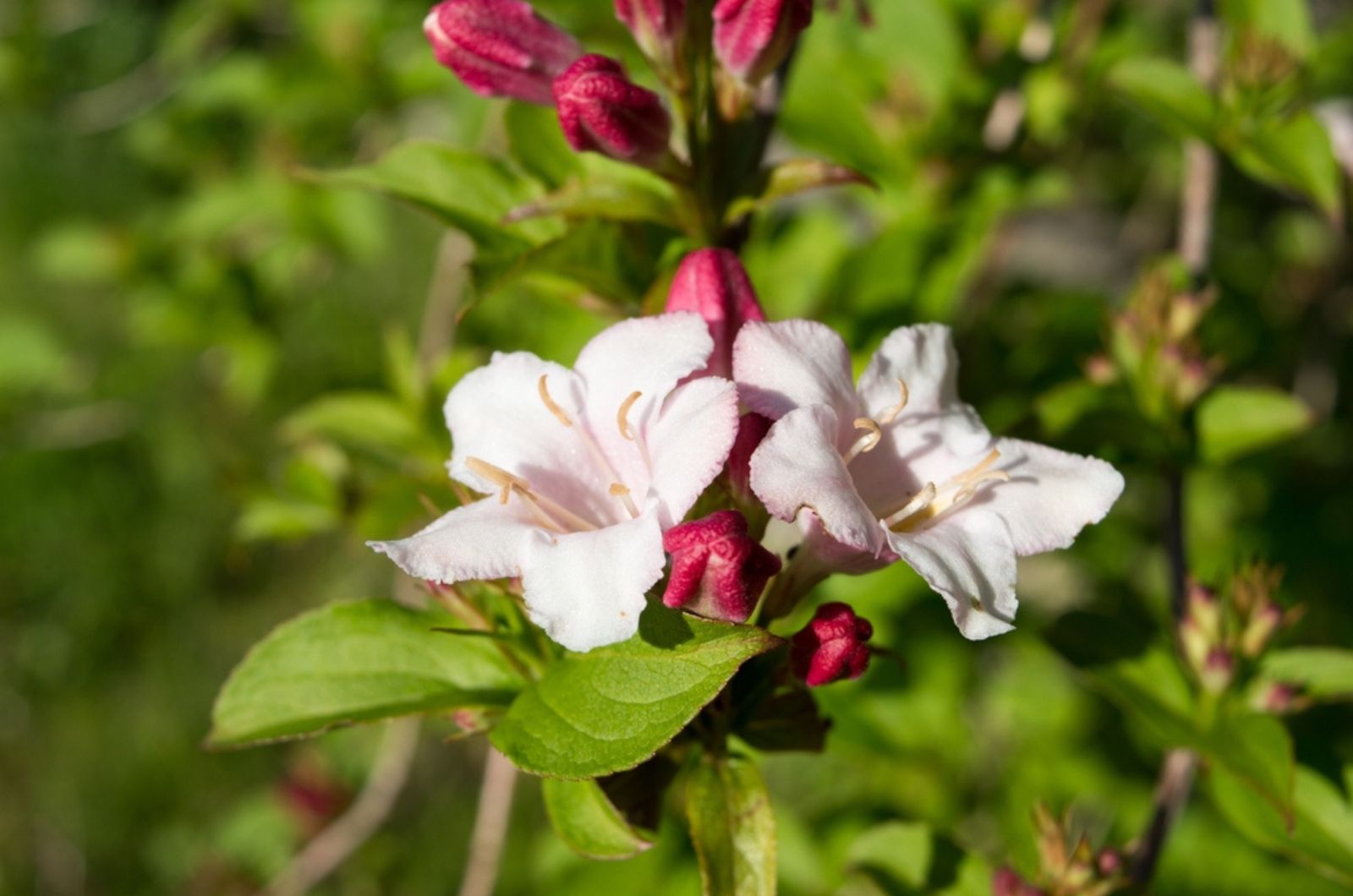 weigela flower in sun