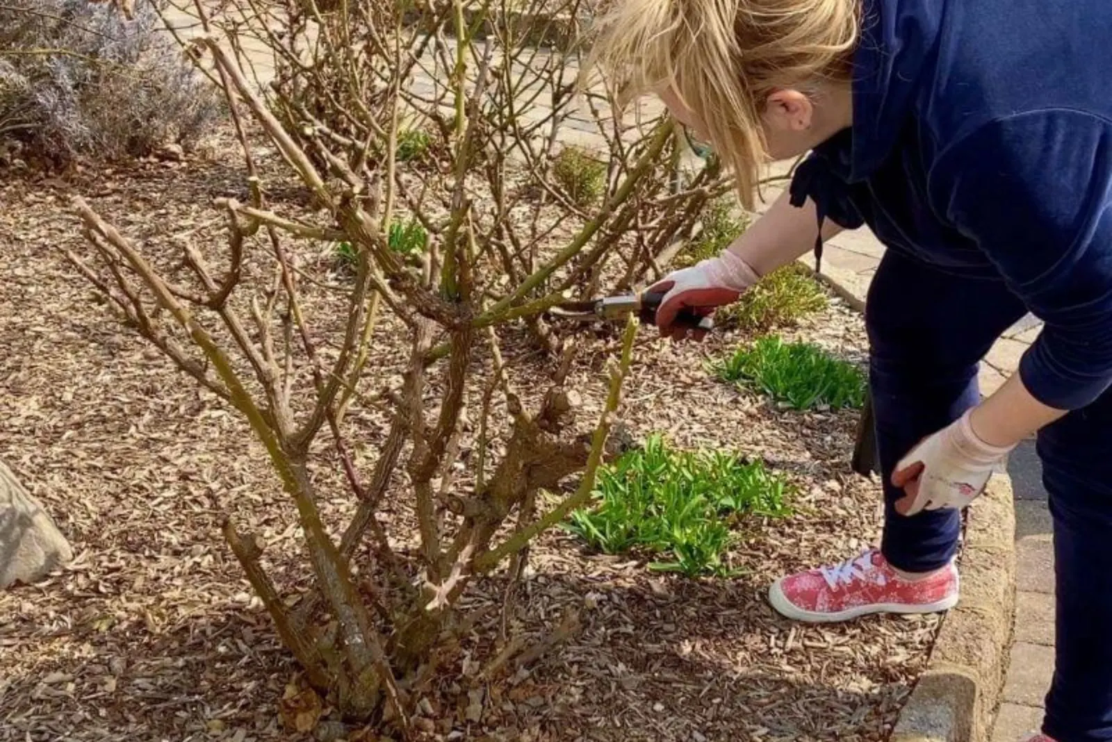 woman cuts Knockout Roses