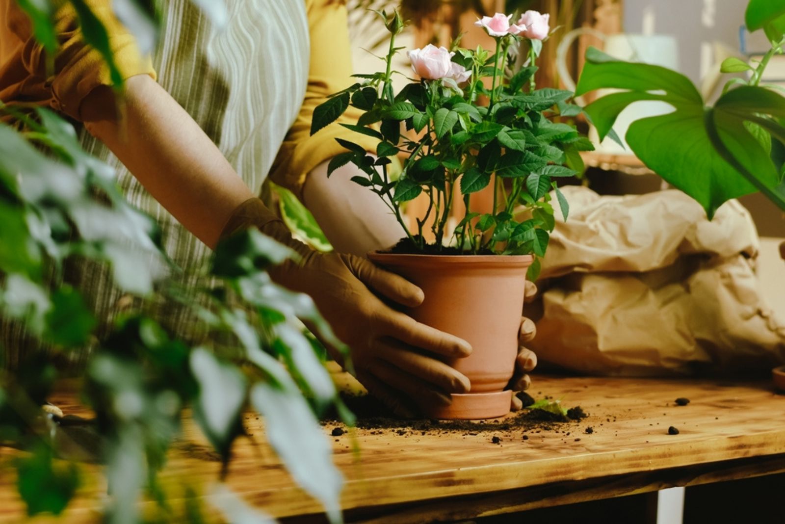 woman holding potted rose