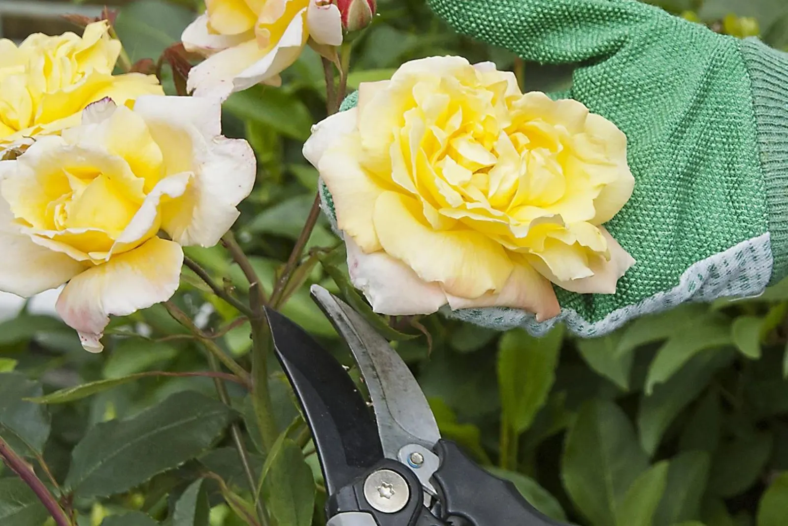 How To Prune Container Roses For The Best Blooms