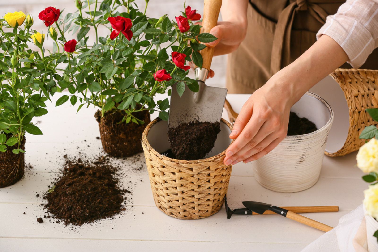 woman repotting rose