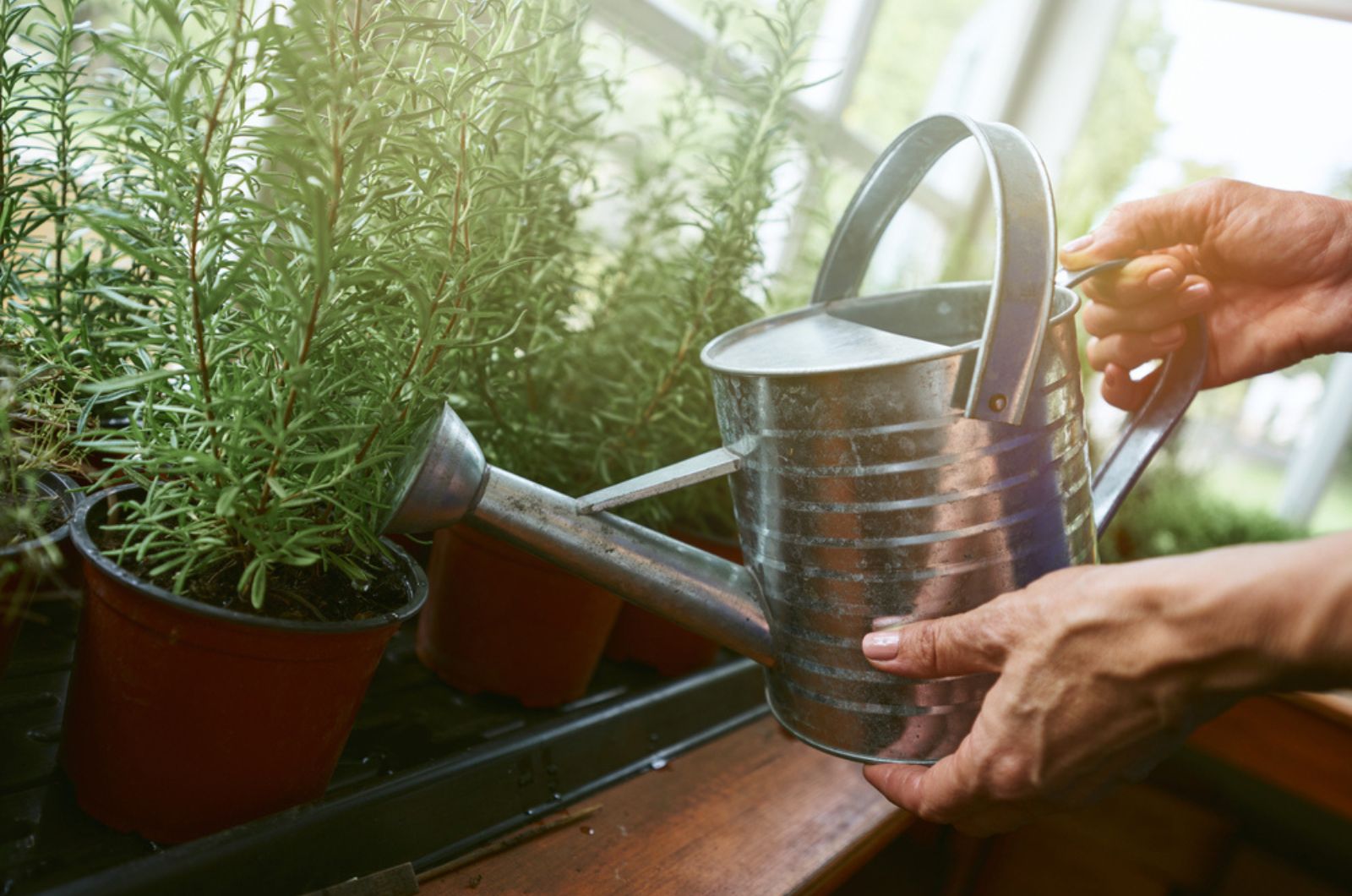 woman watering rosemary