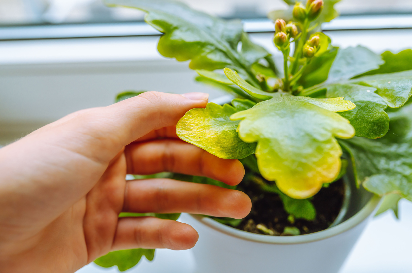 woman's hand shows yellow leaves of Kalanchoe