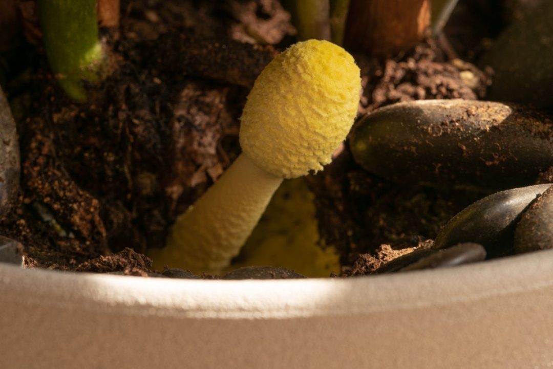 Are Yellow Mushrooms Growing In My Houseplant Dangerous?
