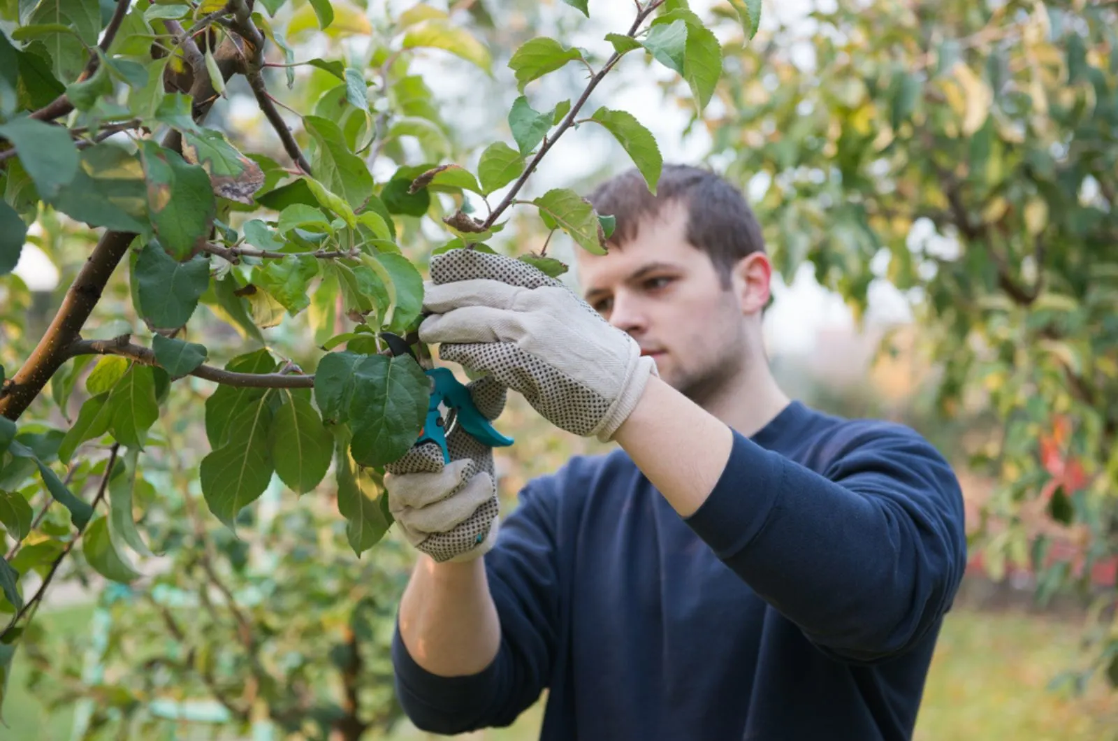 young man trimming apple tree