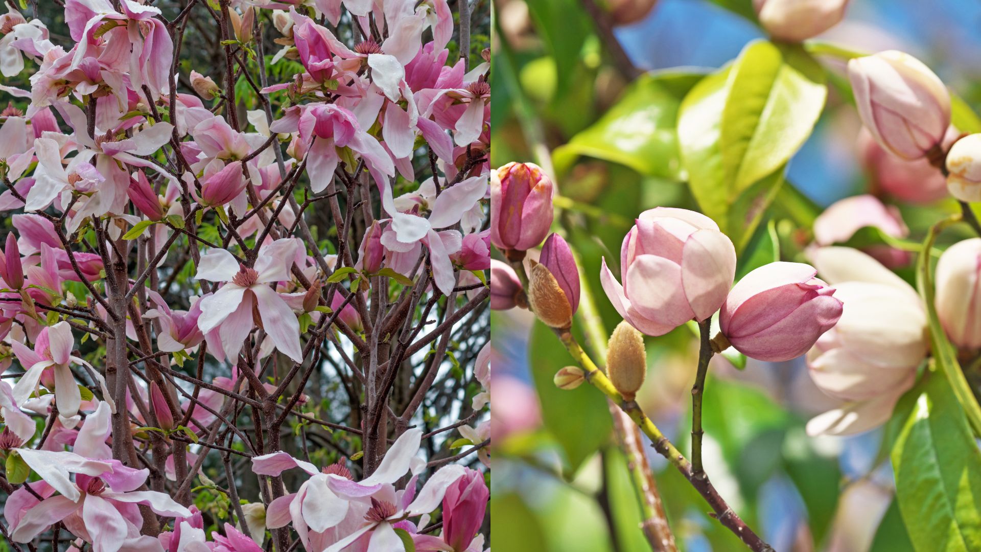 10 Best Magnolia Trees To Light Up Your Yard