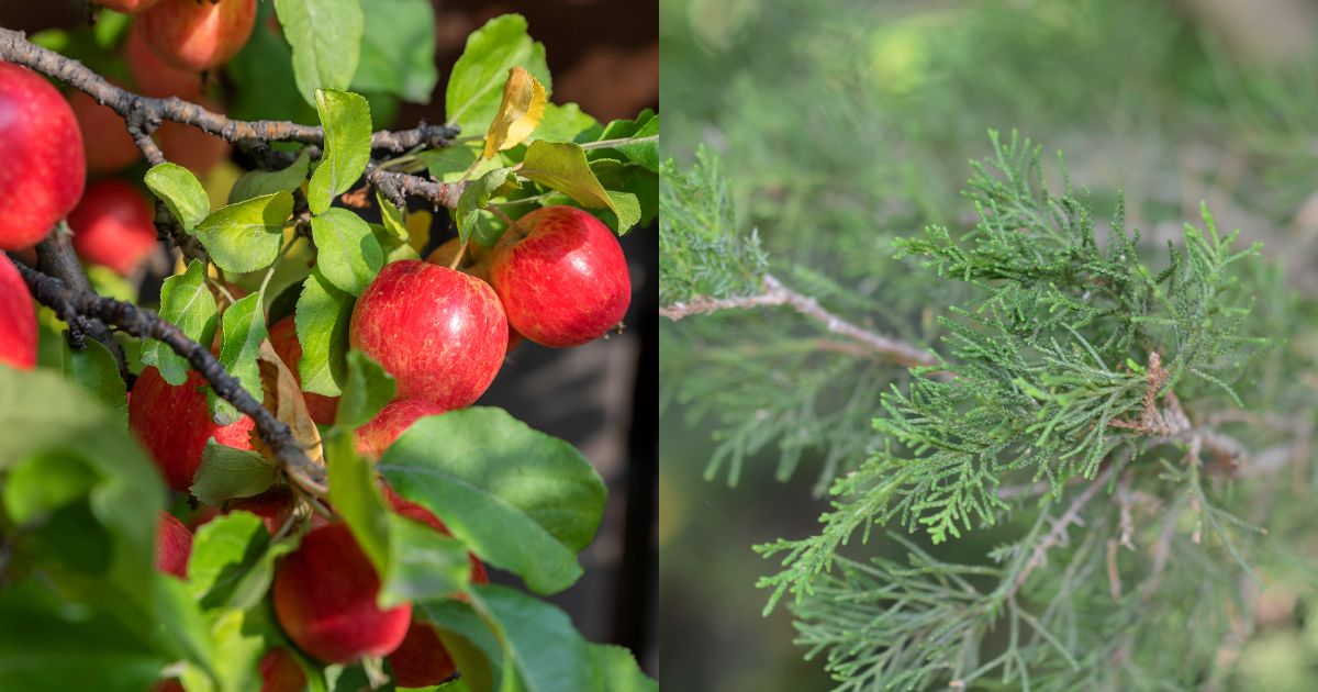 10 Best Trees For Wildlife And Biodiversity