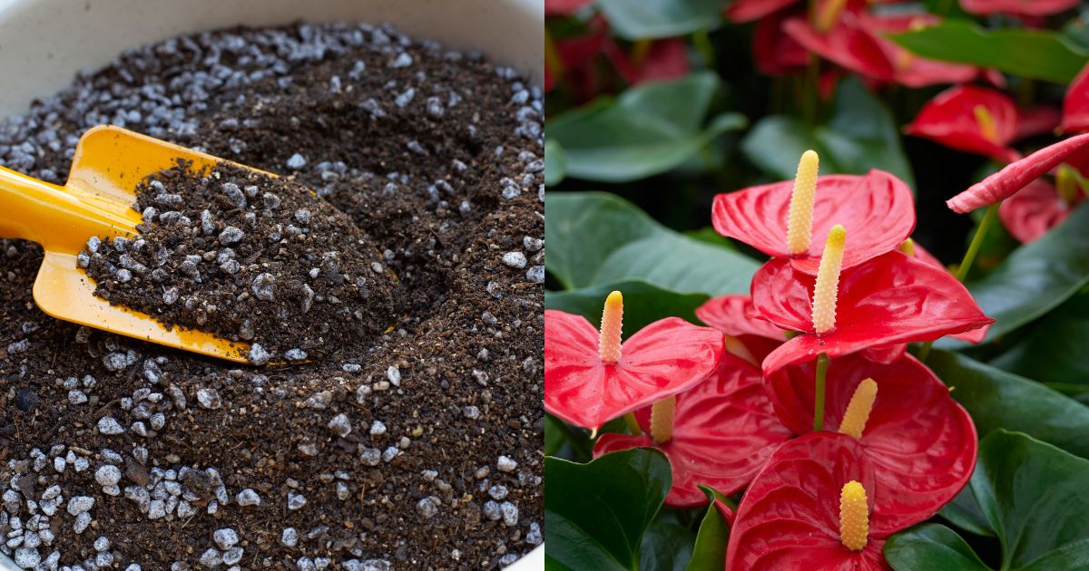 10 Brilliant Tips To Encourage Your Anthuriums To Flower